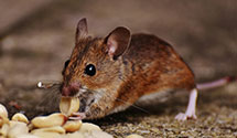 24 Hour & Emergency Exterminators in U Saddle Riv, NJ